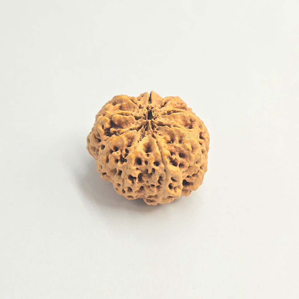 9 Mukhi