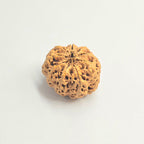 9 Mukhi