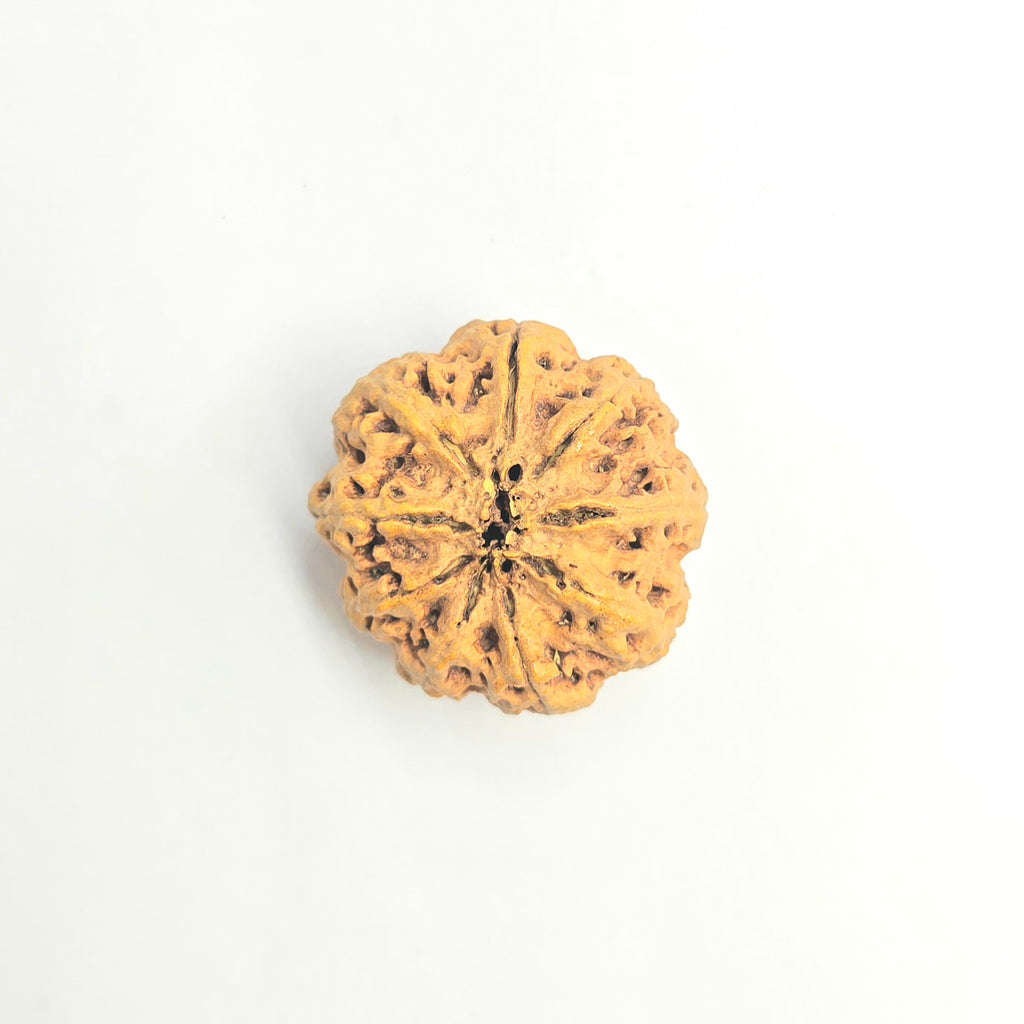 9 Mukhi