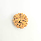 9 Mukhi