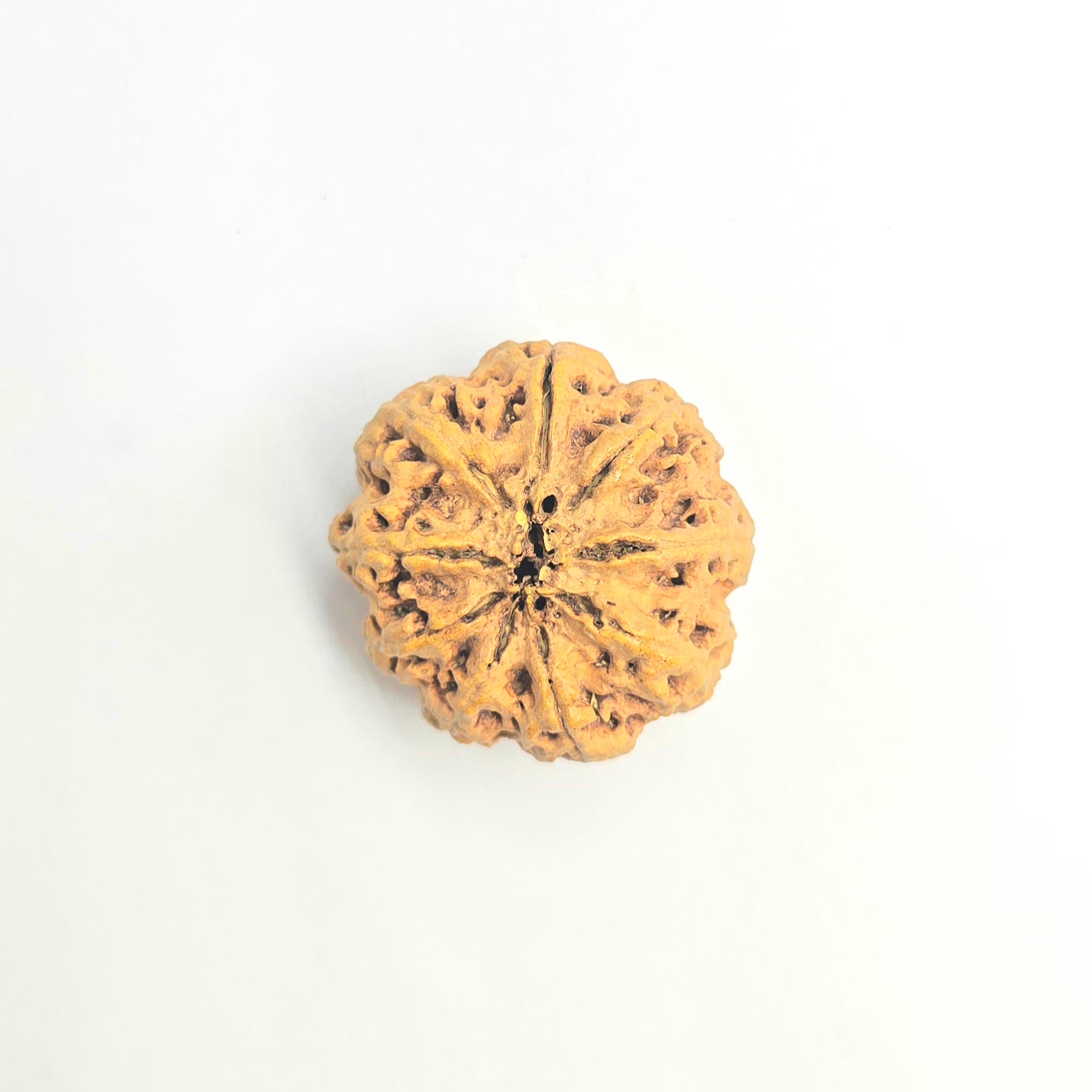 9 Mukhi