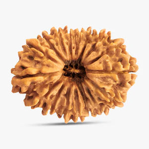 21 Mukhi