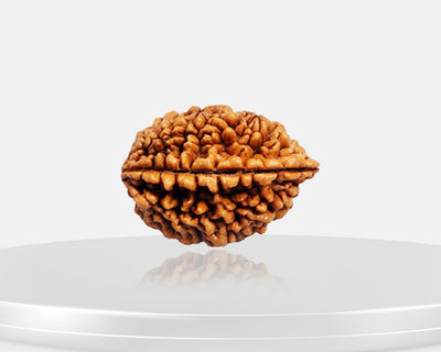 2 mukhi