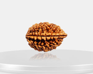 2 Mukhi