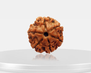 3 Mukhi