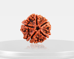 5 Mukhi