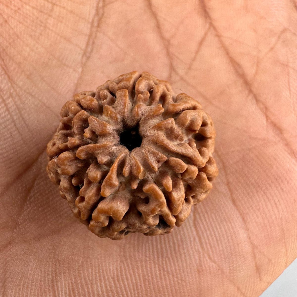 7 Mukhi
