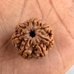 7 Mukhi