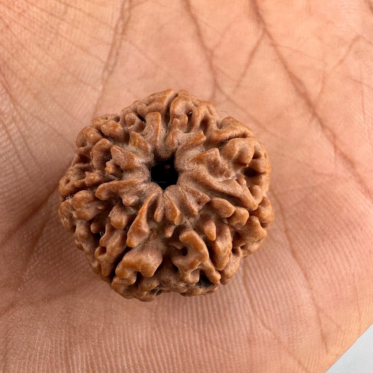 7 Mukhi