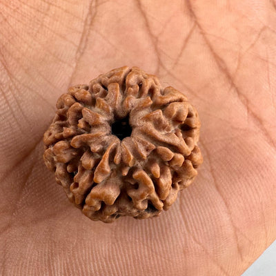7 Mukhi