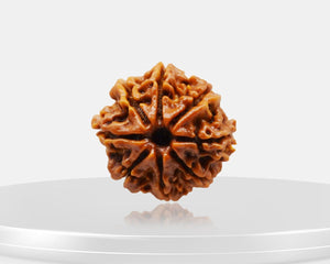 8 Mukhi