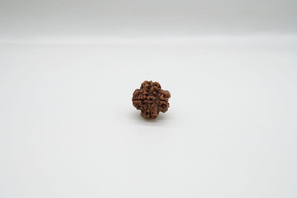 1 Mukhi Rudraksha GOL Dana