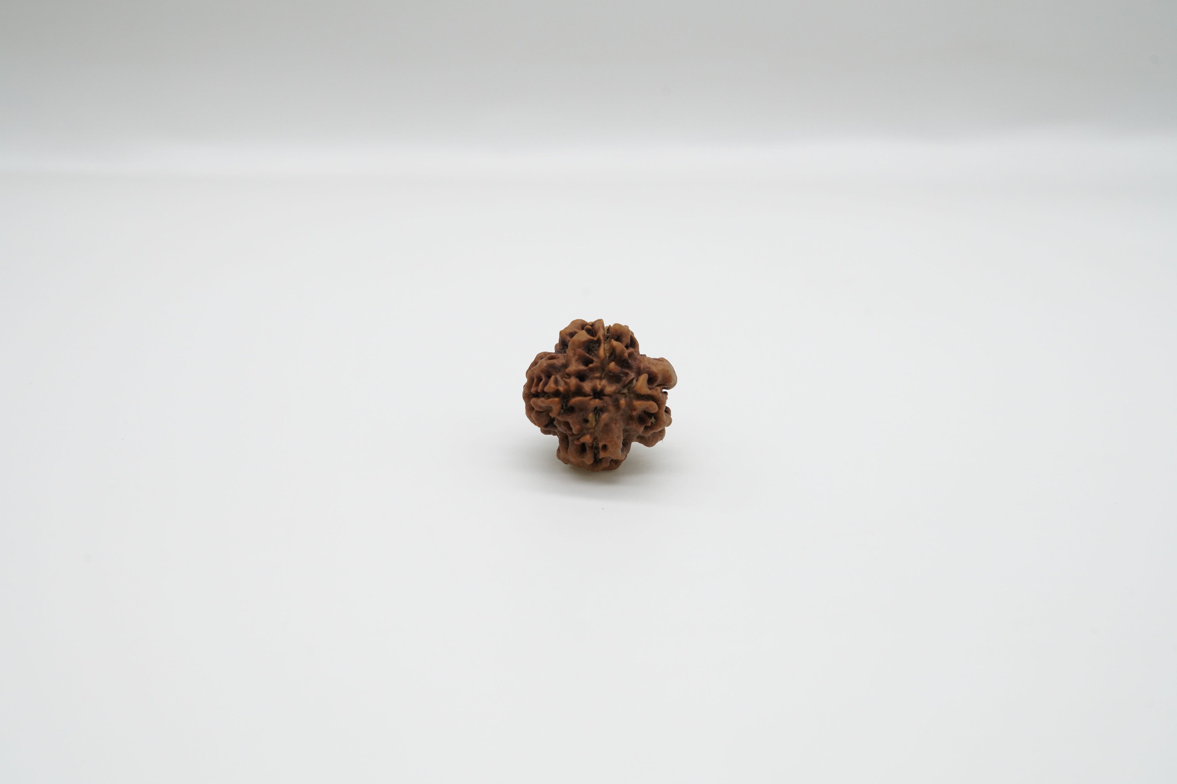 1 Mukhi Rudraksha GOL Dana