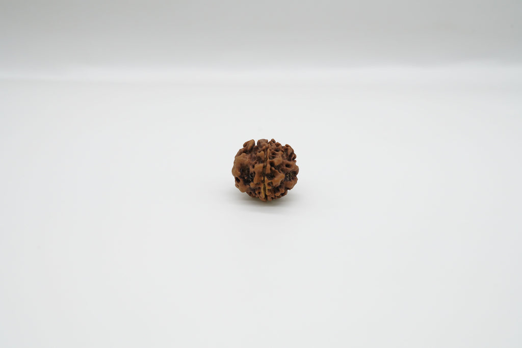 1 Mukhi Rudraksha GOL Dana