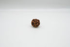 1 Mukhi Rudraksha GOL Dana