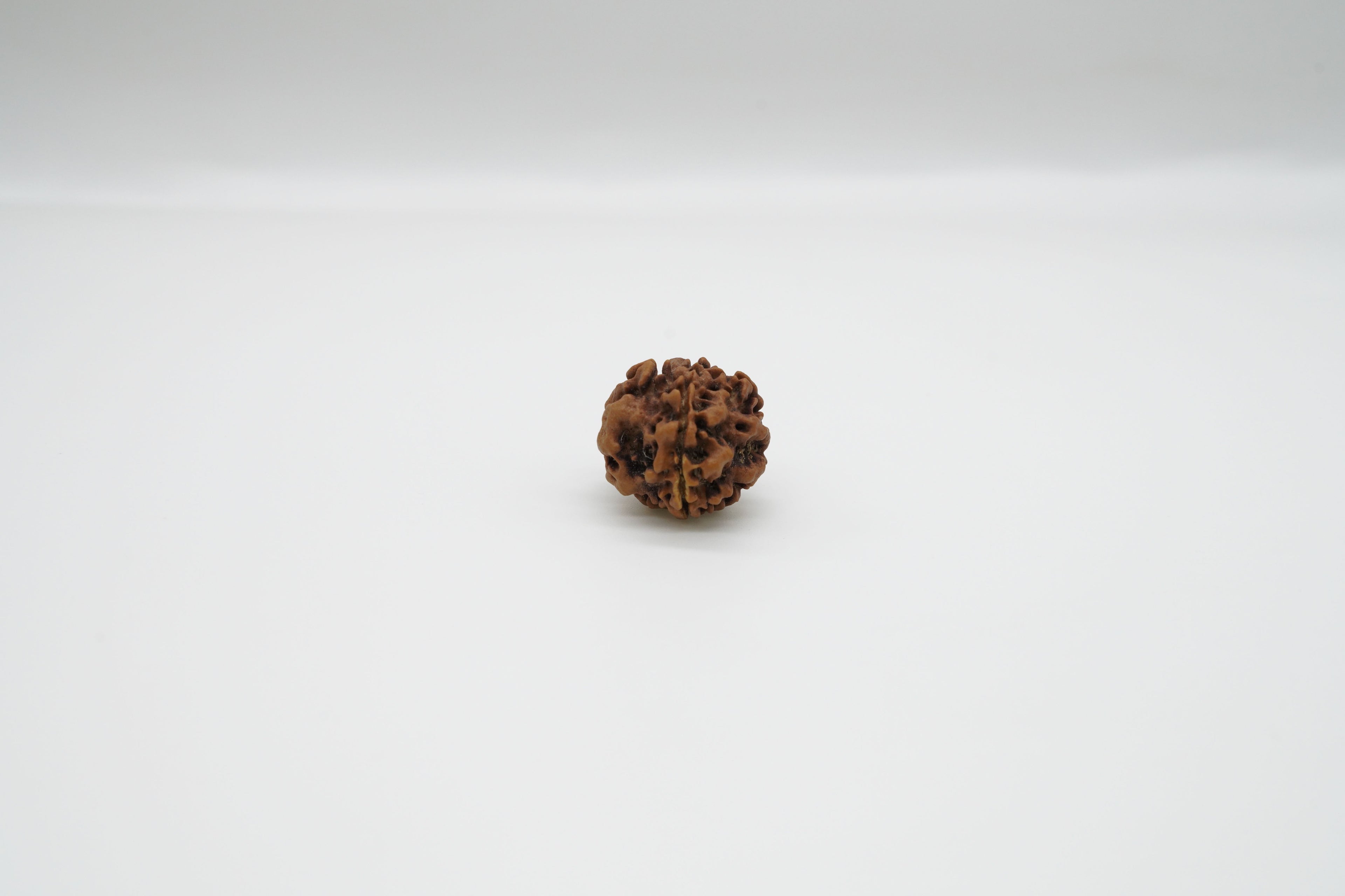1 Mukhi Rudraksha GOL Dana