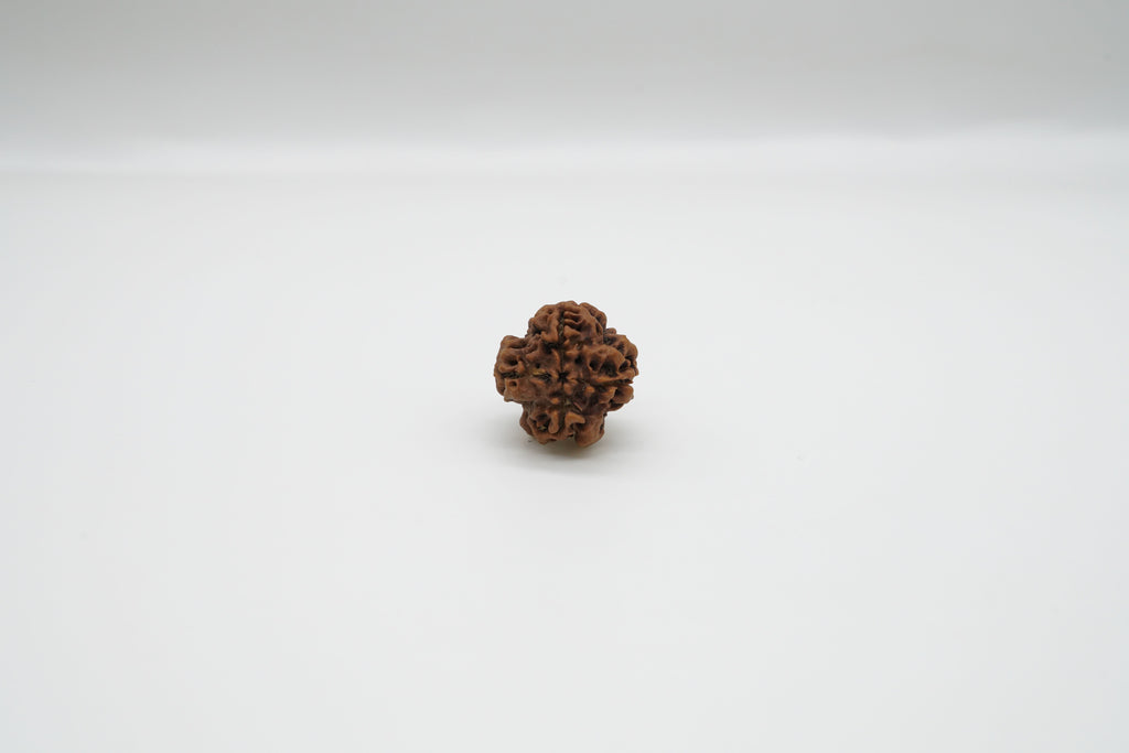 1 Mukhi Rudraksha GOL Dana