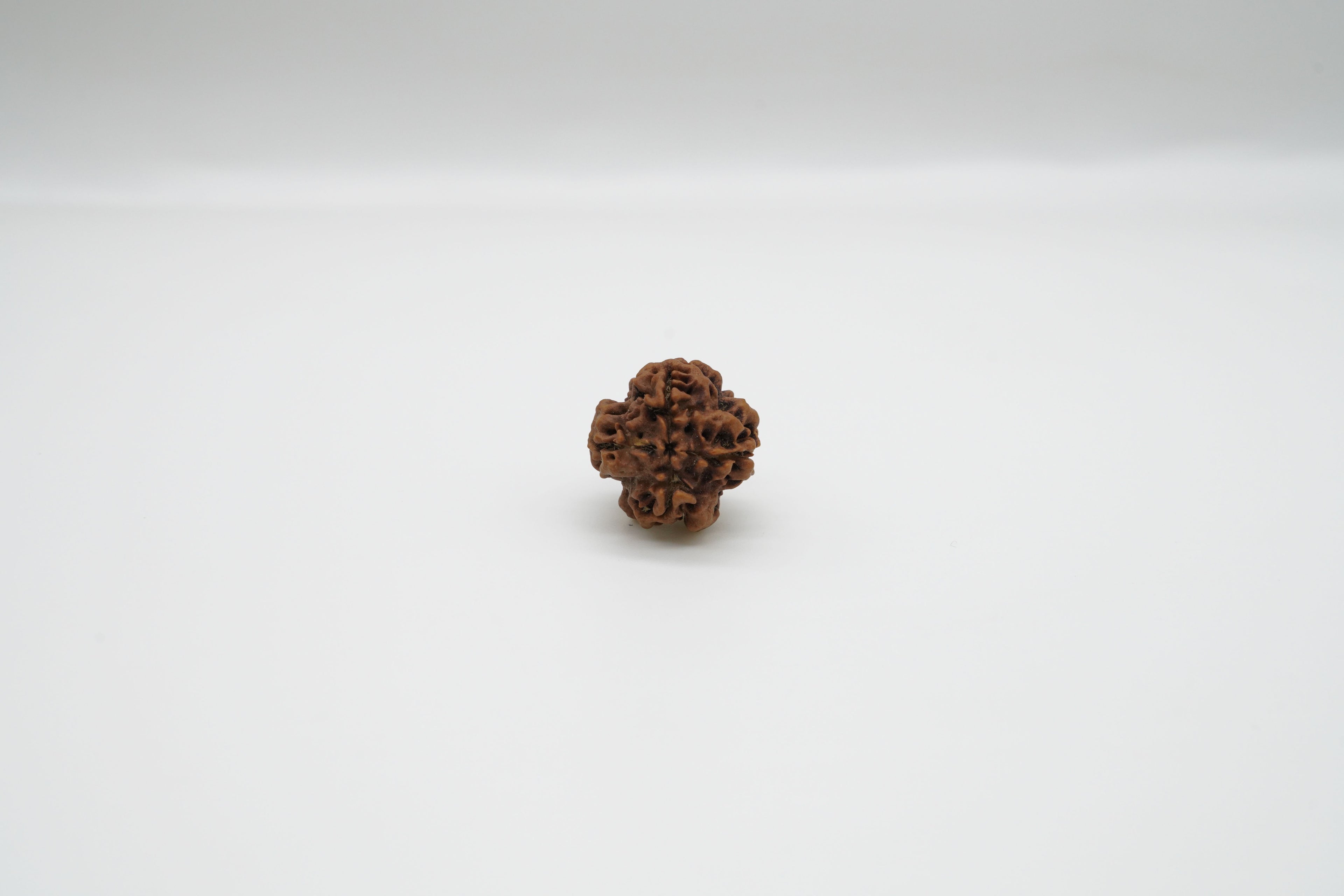 1 Mukhi Rudraksha GOL Dana