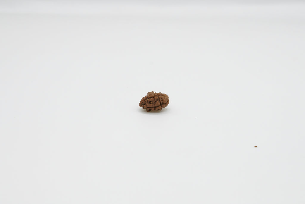 2 Mukhi