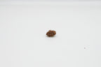 2 Mukhi