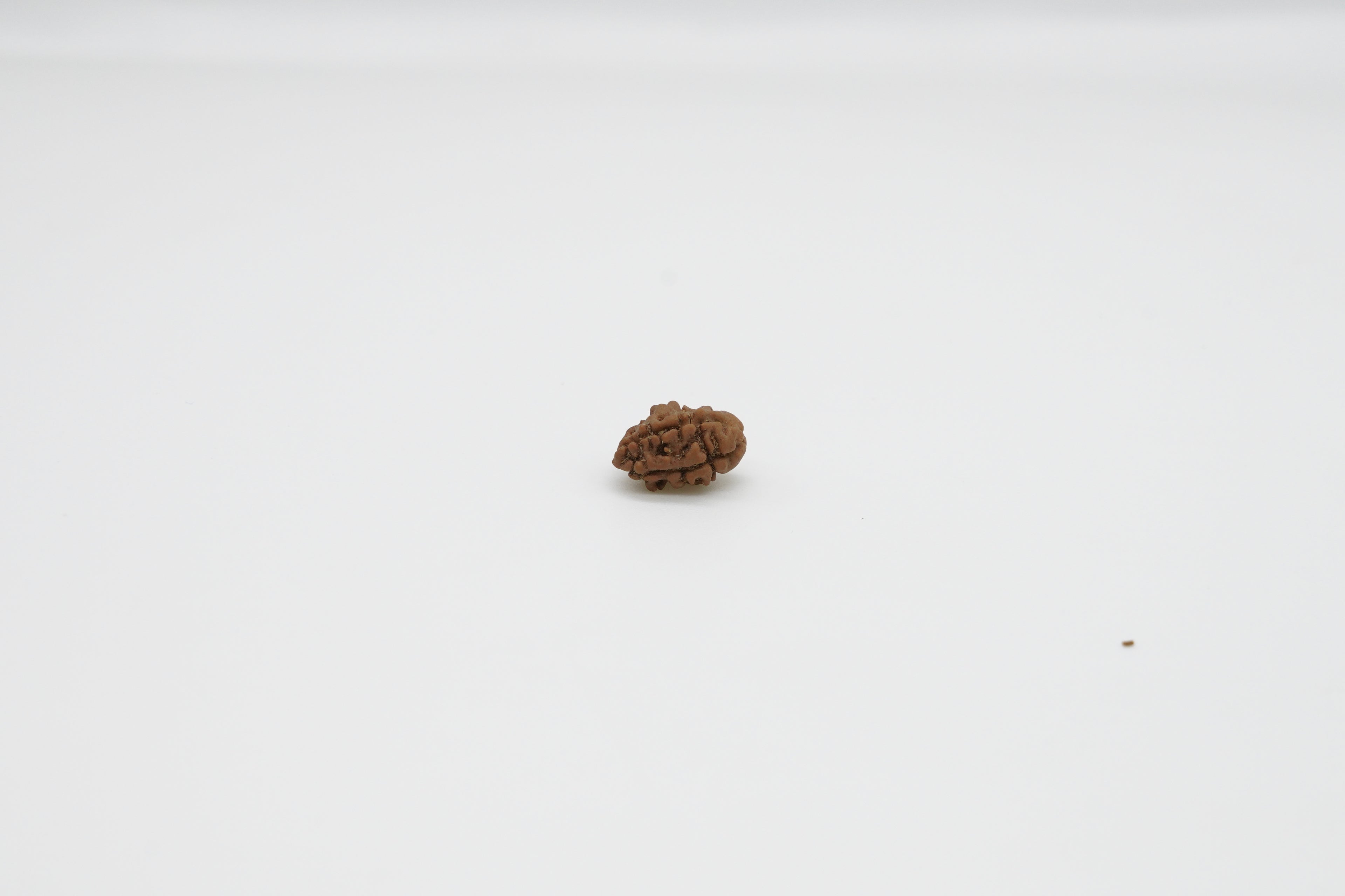 2 Mukhi