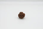 4 Mukhi