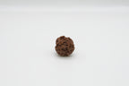 4 Mukhi