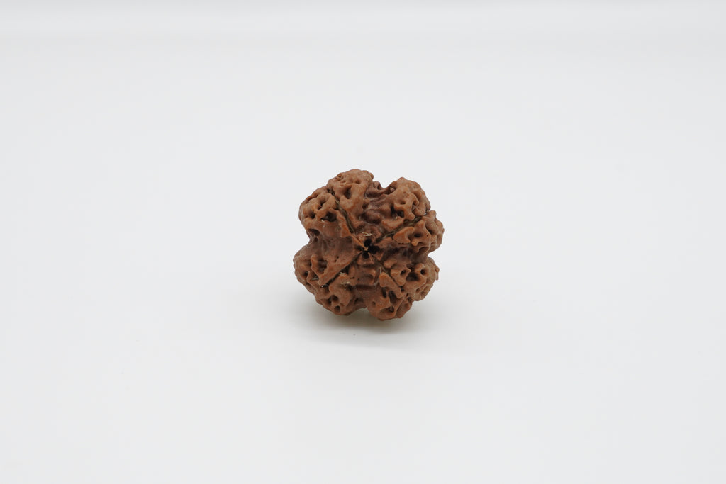 4 Mukhi