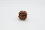 4 Mukhi
