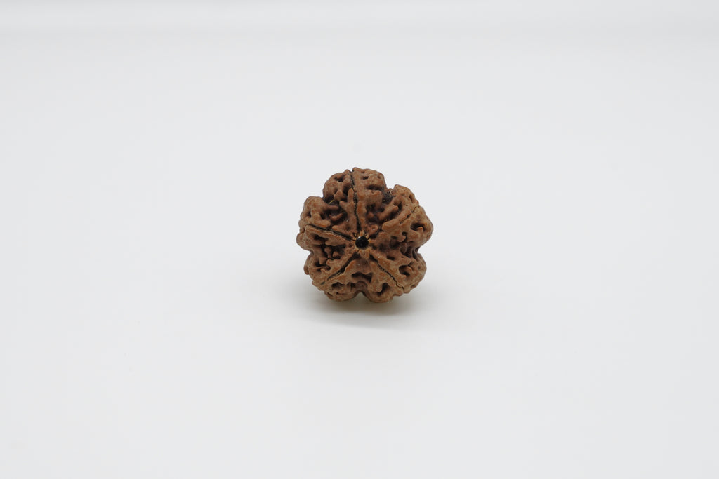5 Mukhi