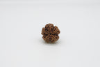 5 Mukhi