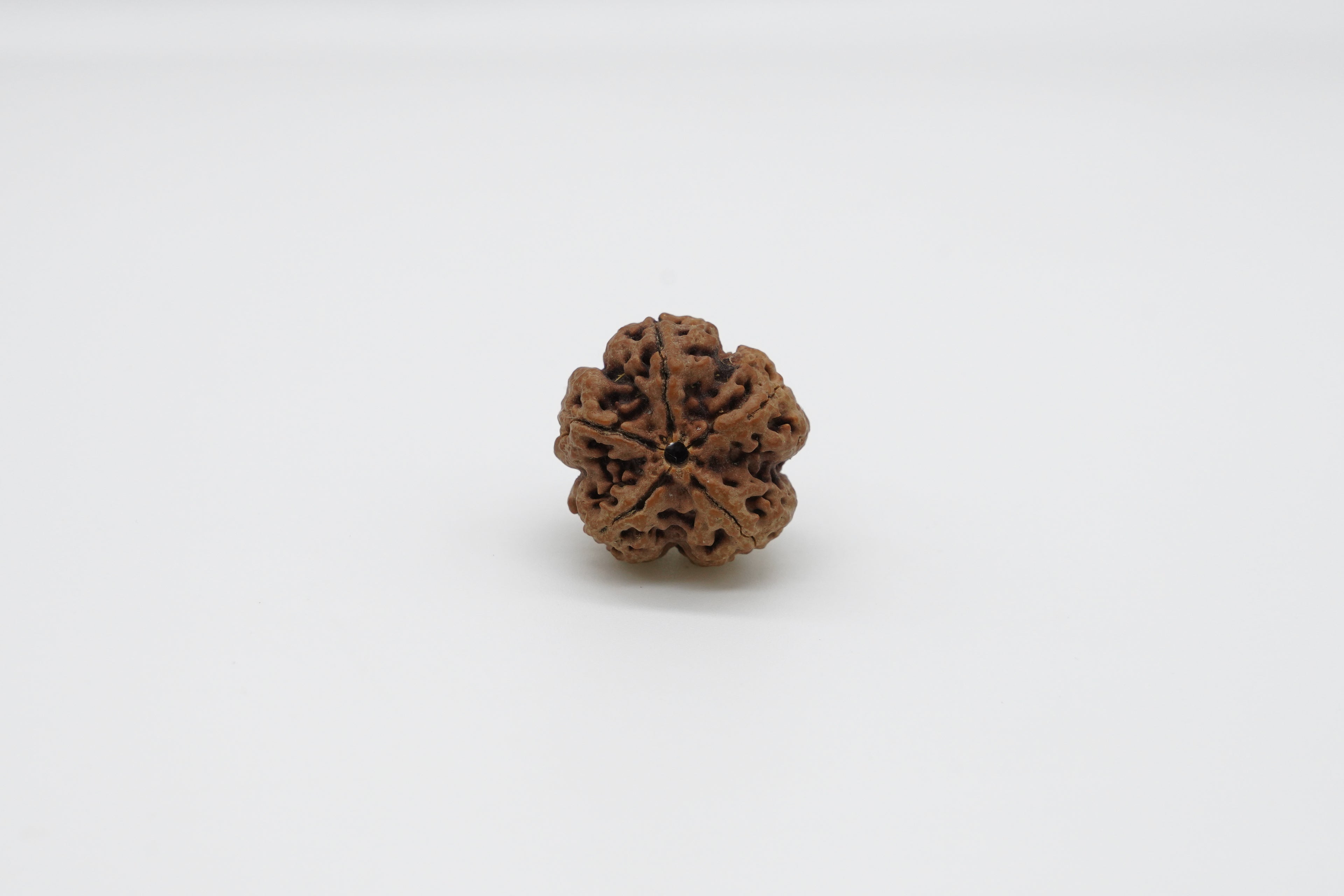 5 Mukhi