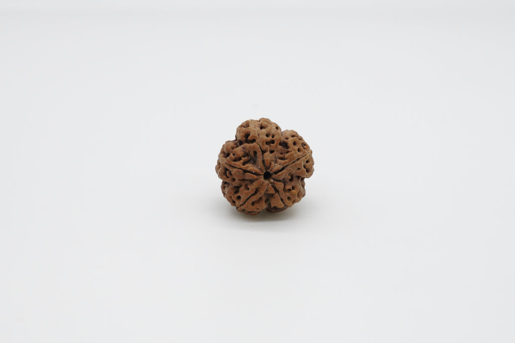 5 Mukhi