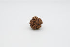 5 Mukhi
