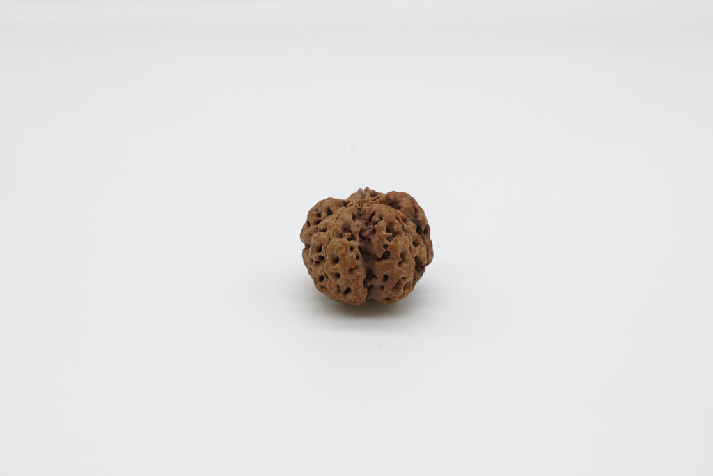 5 Mukhi
