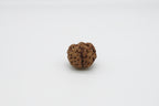 5 Mukhi