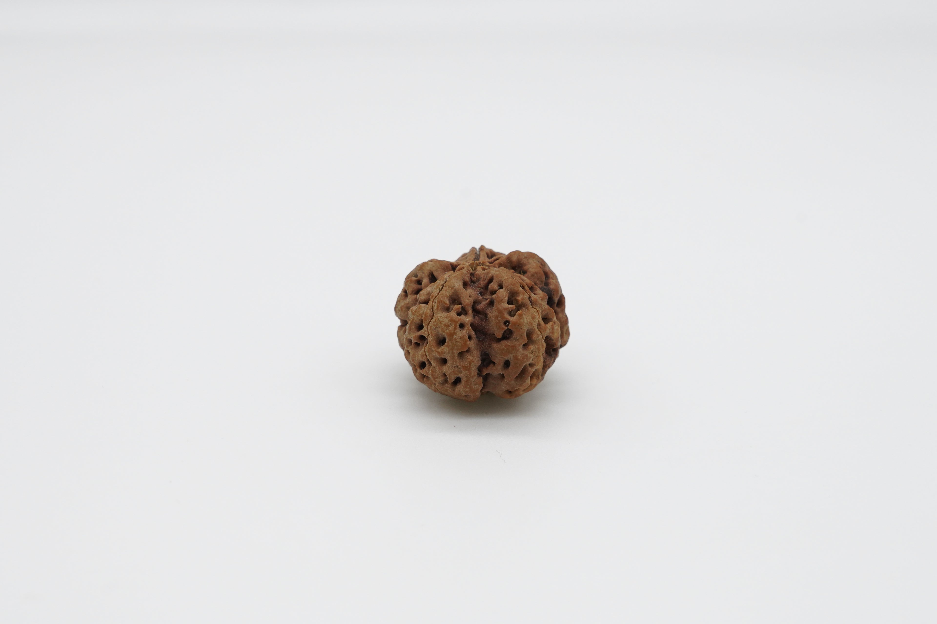 5 Mukhi