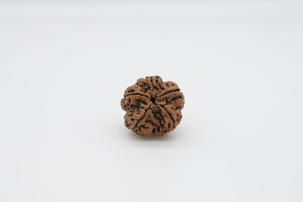 5 Mukhi