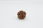 5 Mukhi