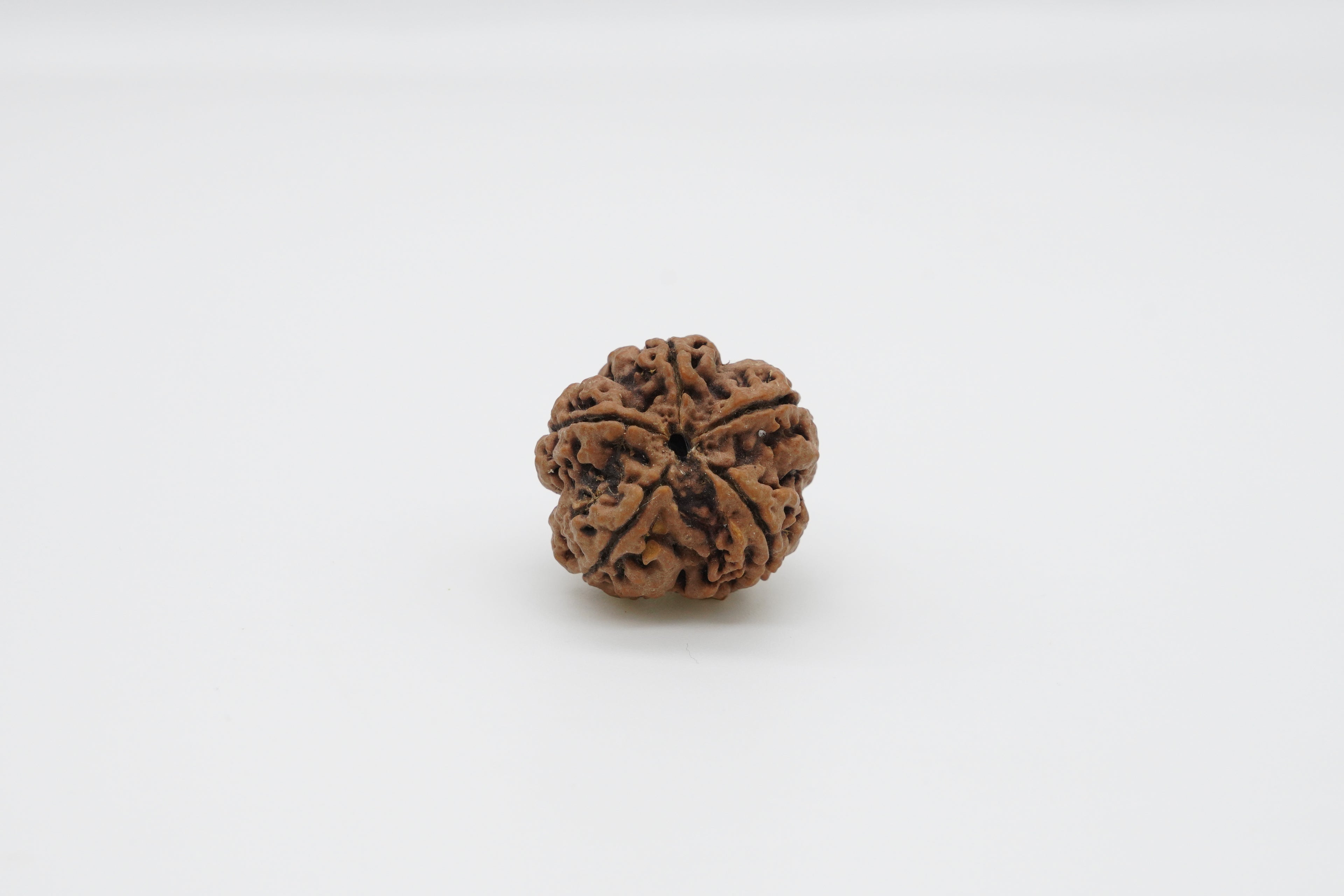 5 Mukhi