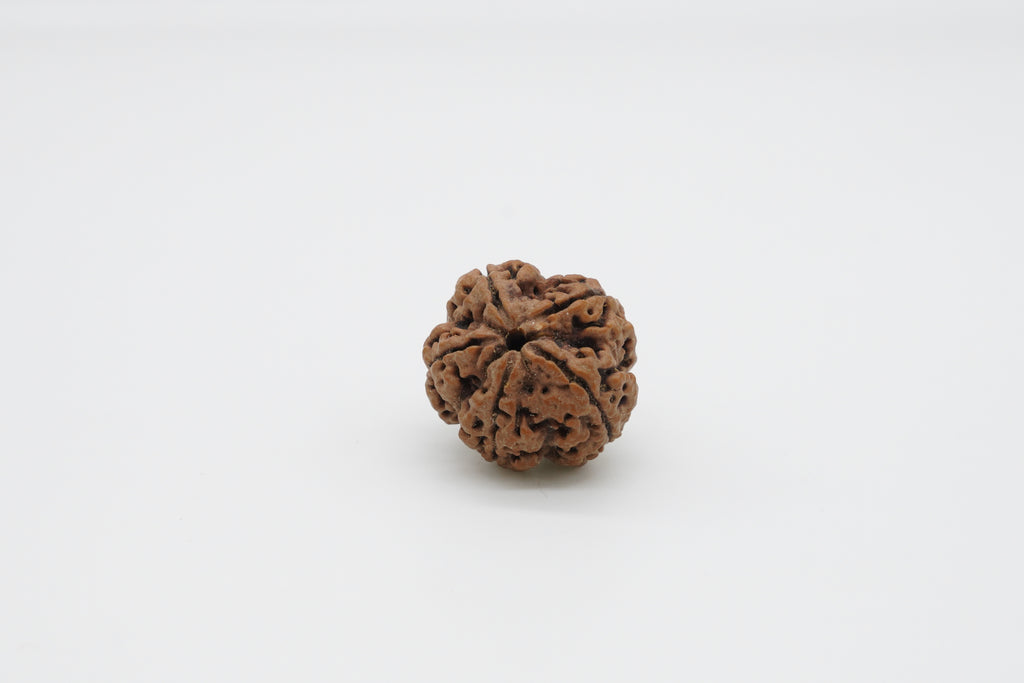 5 Mukhi
