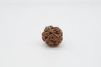 5 Mukhi