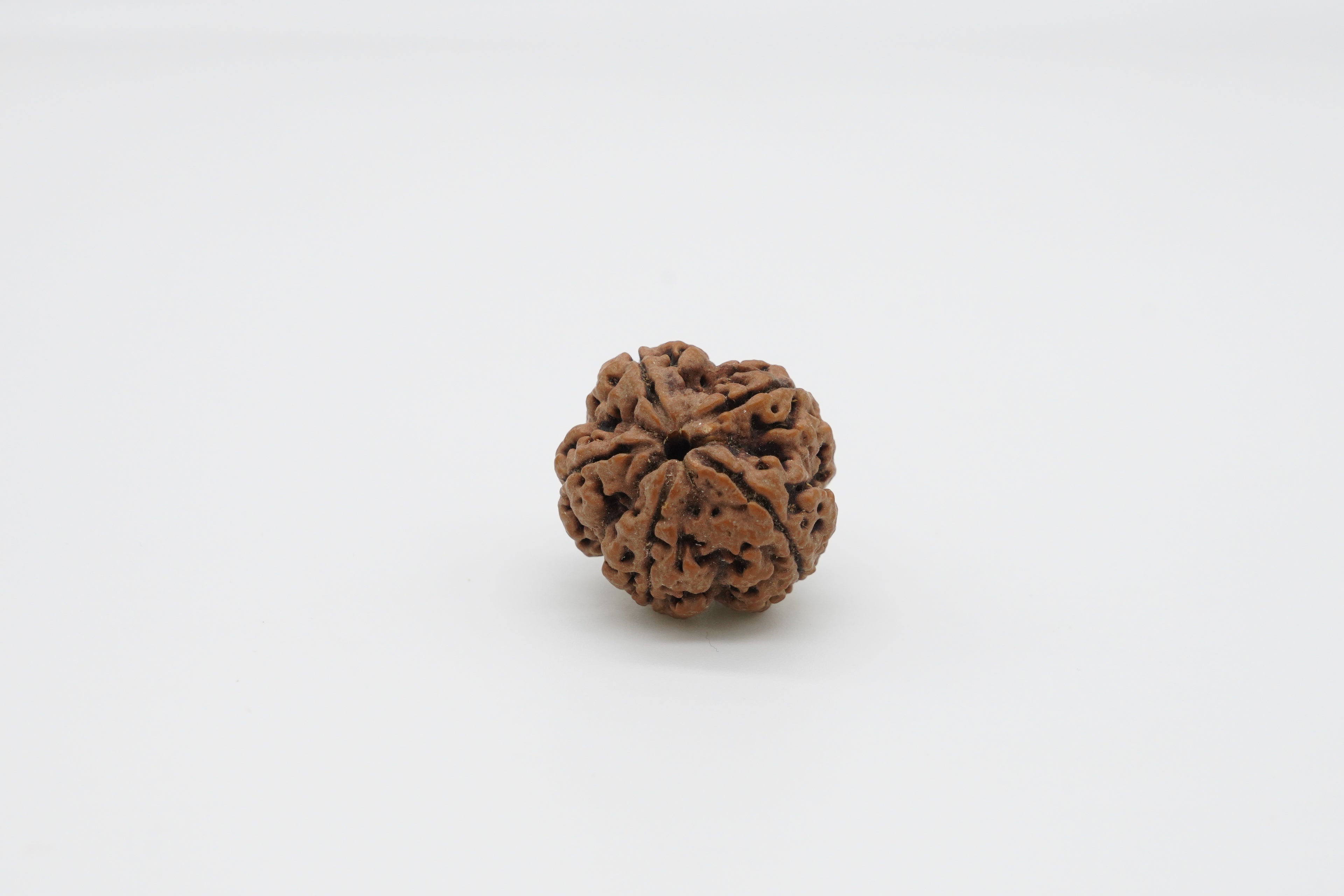 5 Mukhi