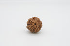 5 Mukhi