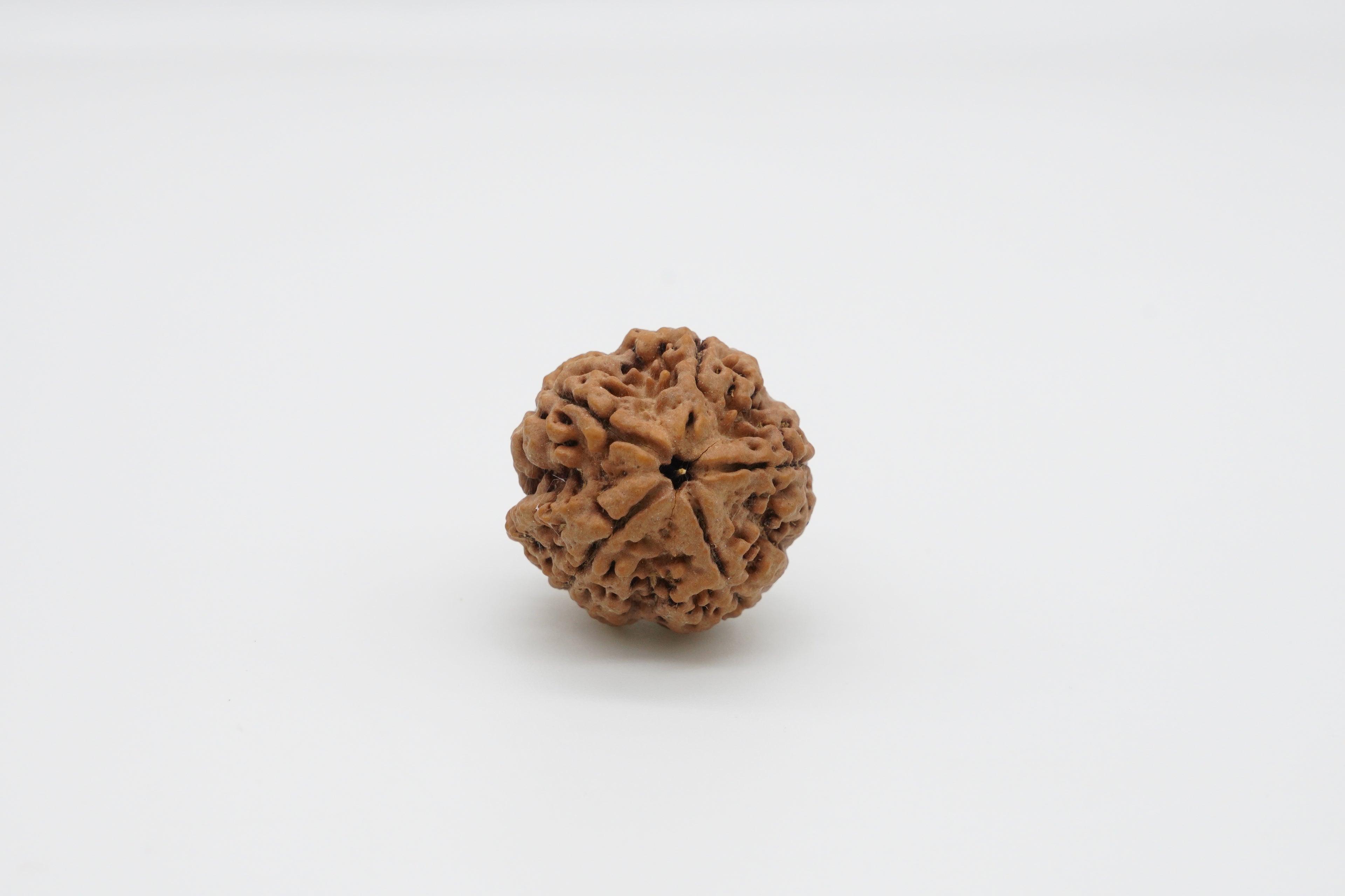 5 Mukhi