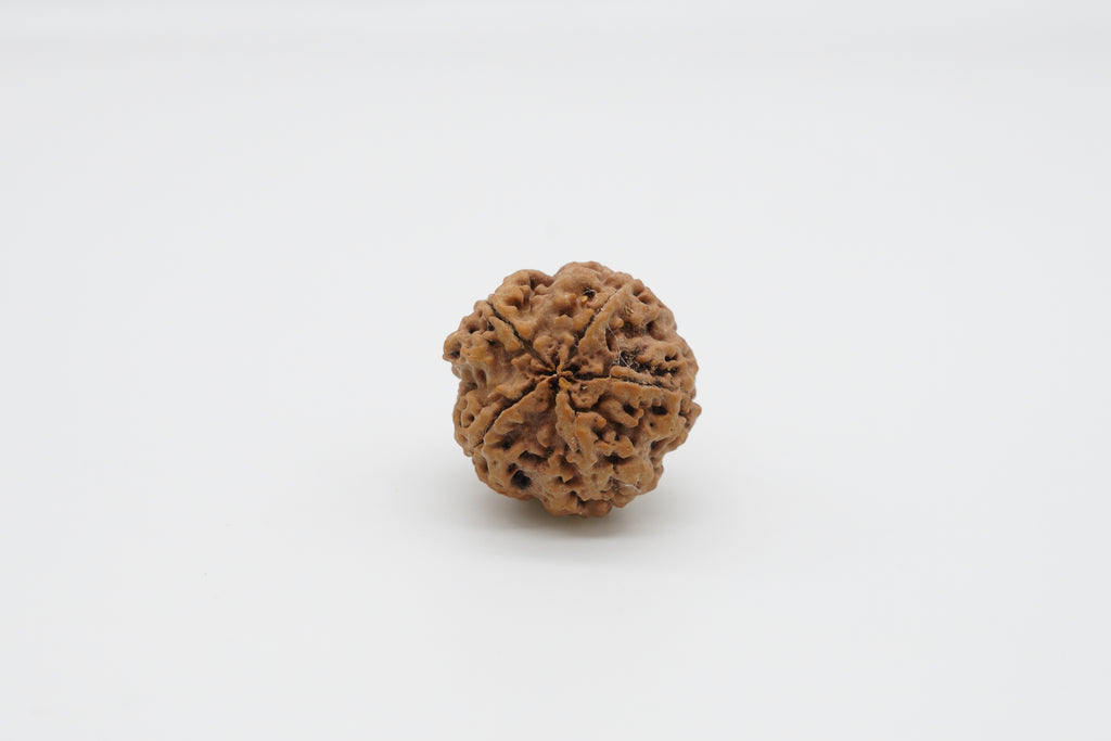 5 Mukhi