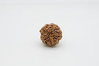 5 Mukhi