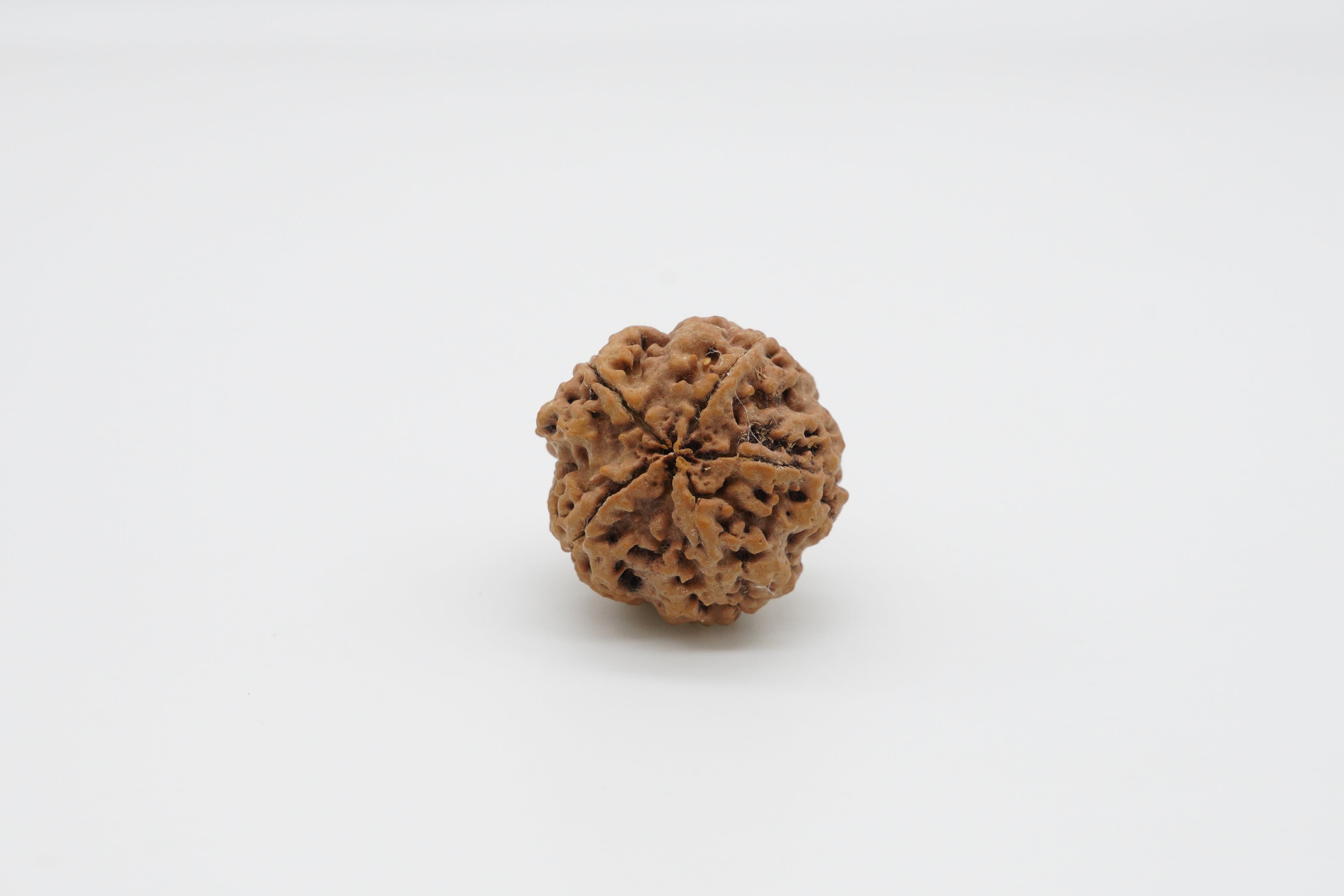 5 Mukhi