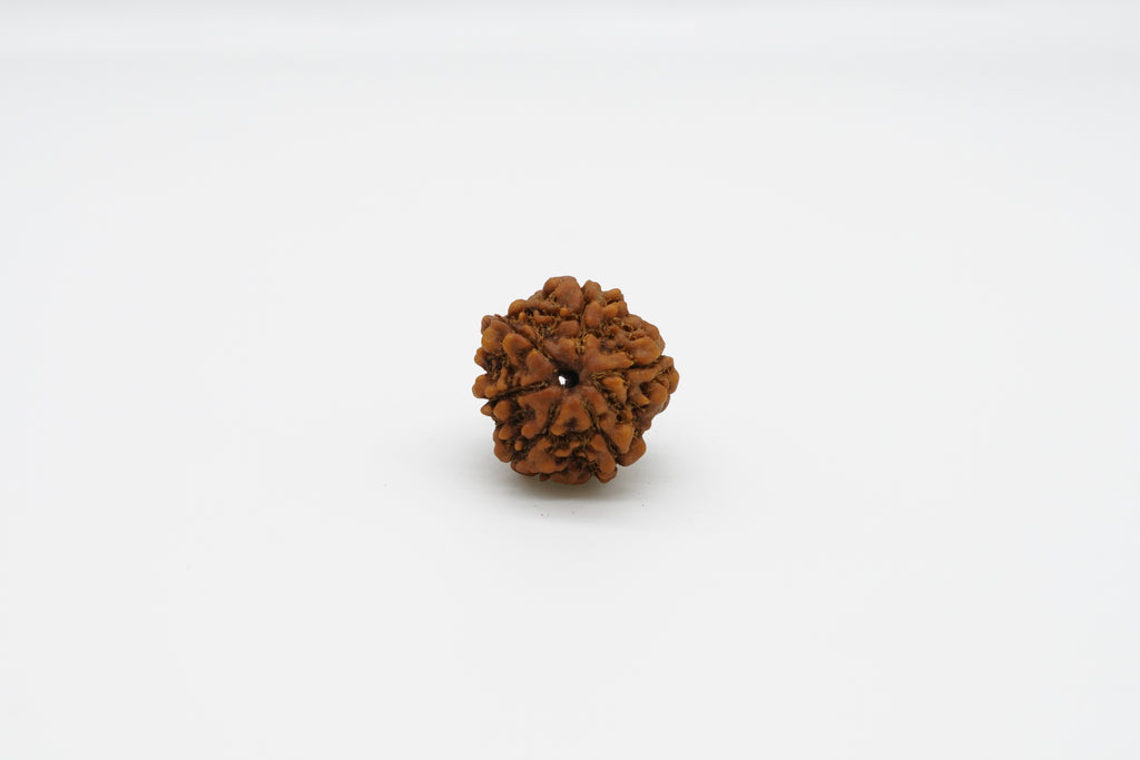6 Mukhi