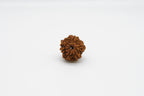 6 Mukhi